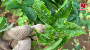 Chanh-day-bi-xoan-la