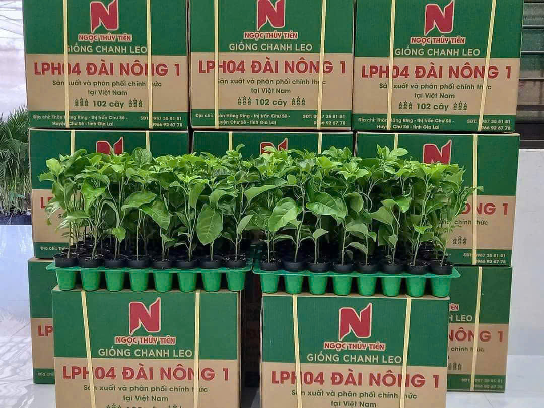 GIONG-CHANH-DAY-DAI-NONG-1