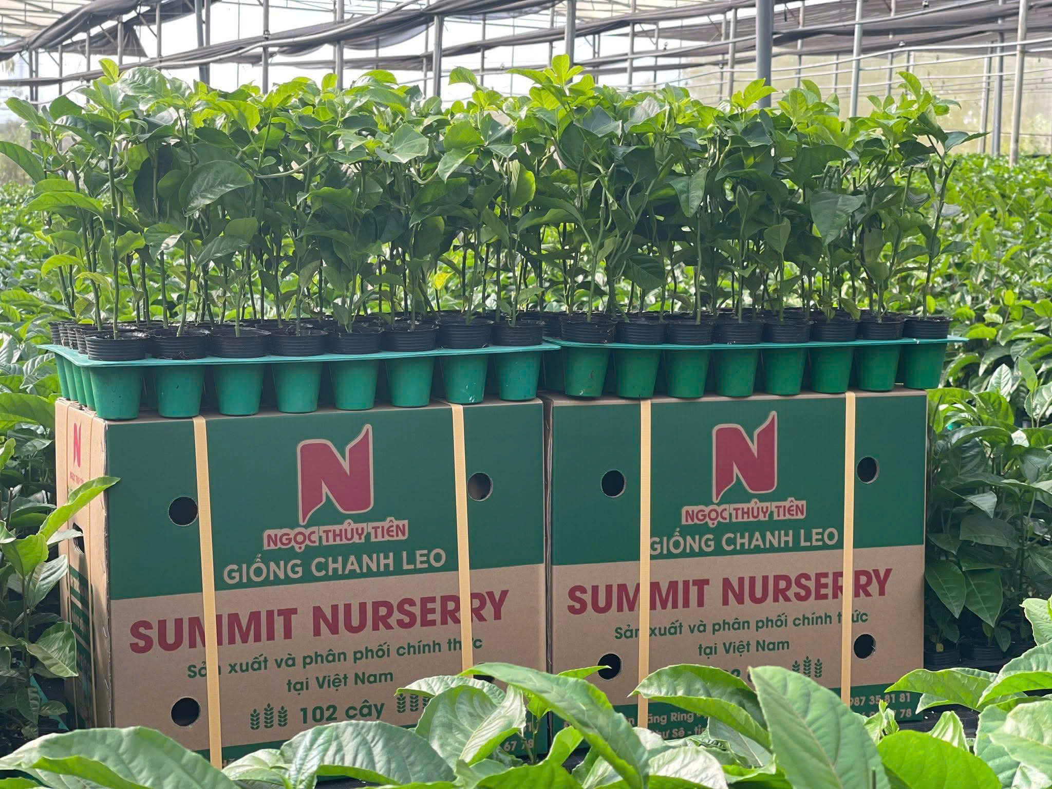 giong-chanh-day-summit