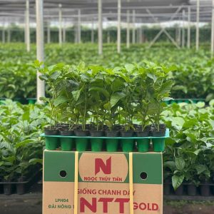 Giong-chanh-day-NTT-GOLD