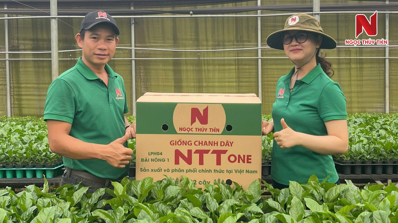 giong-chanh-day-it-sau-benh