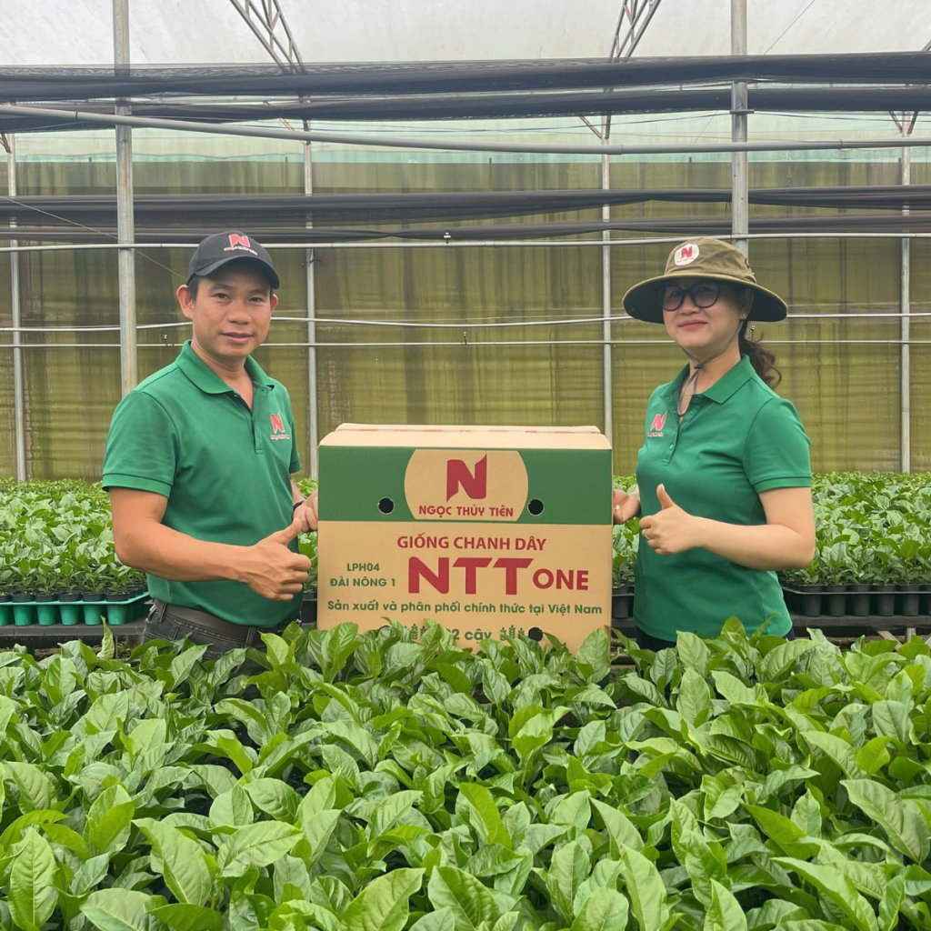 giong-chanh-day-ntt-one