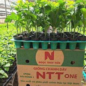giong-chanh-day-ntt-one