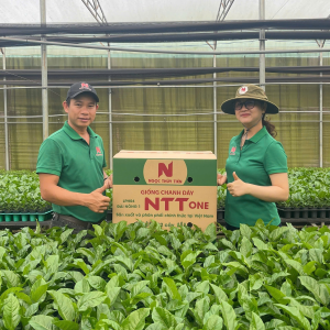 giong-chanh-day-ntt-one